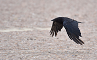 Carrion crow (Corvus corone)